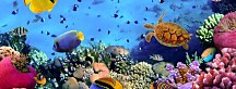 Obraz panoráma Podmorský svet zs18619